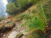 14 Le felci si colorano d'autunno